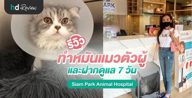 รีวิว ทำหมันแมวตัวผู้ ที่ โรงพยาบาลสัตว์สวนสยาม