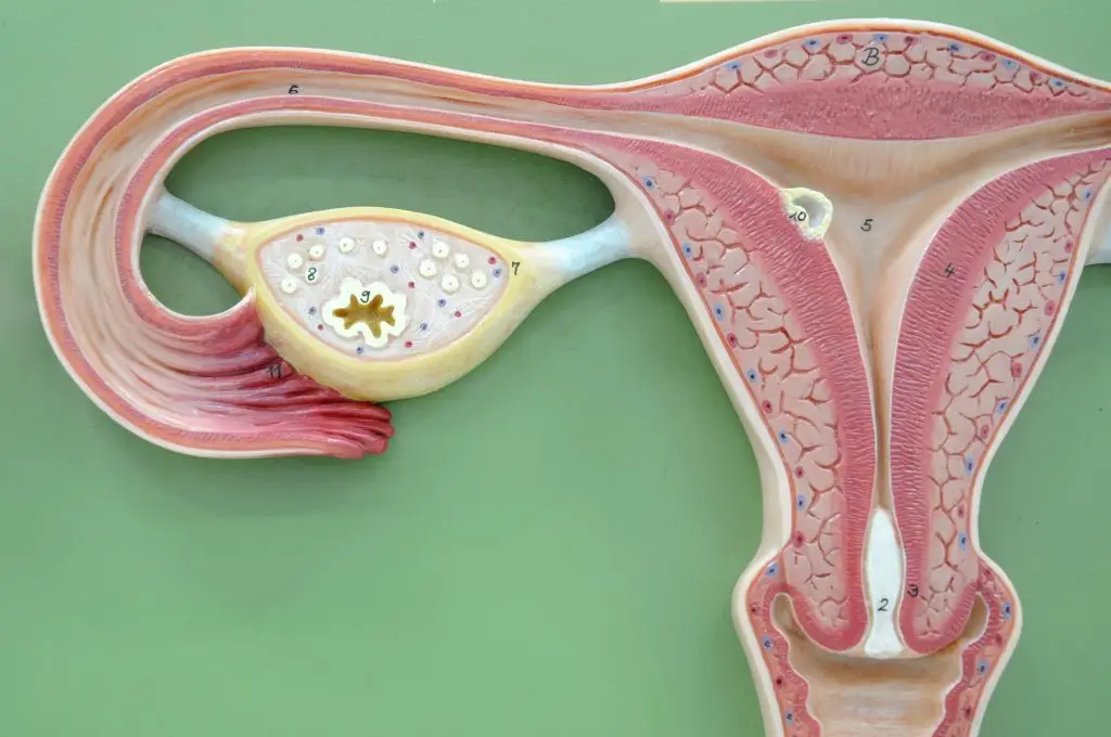 ระบบสืบพันธุ์เพศหญิง Female Reproductive System