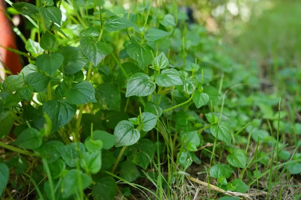 ต้นกระสัง (Peperomia pellucida)