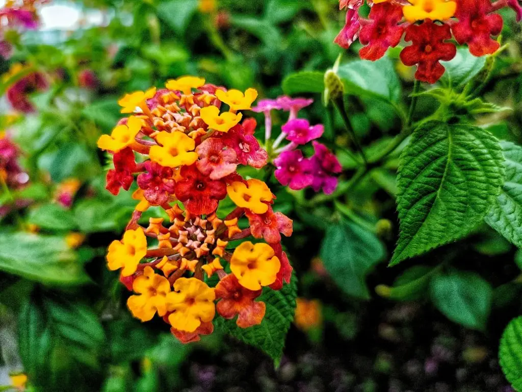 ผกากรอง (Lantana camara)