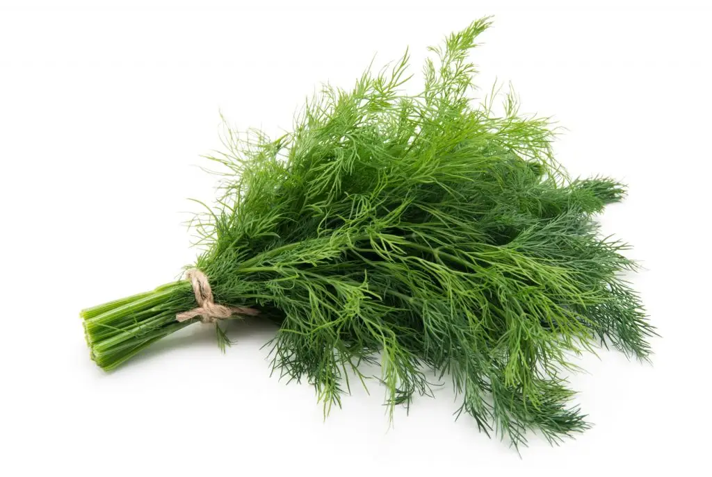 ผักชีลาว (Dill)