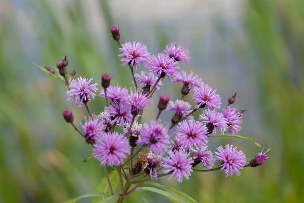 หญ้าดอกขาว (Little ironweed)