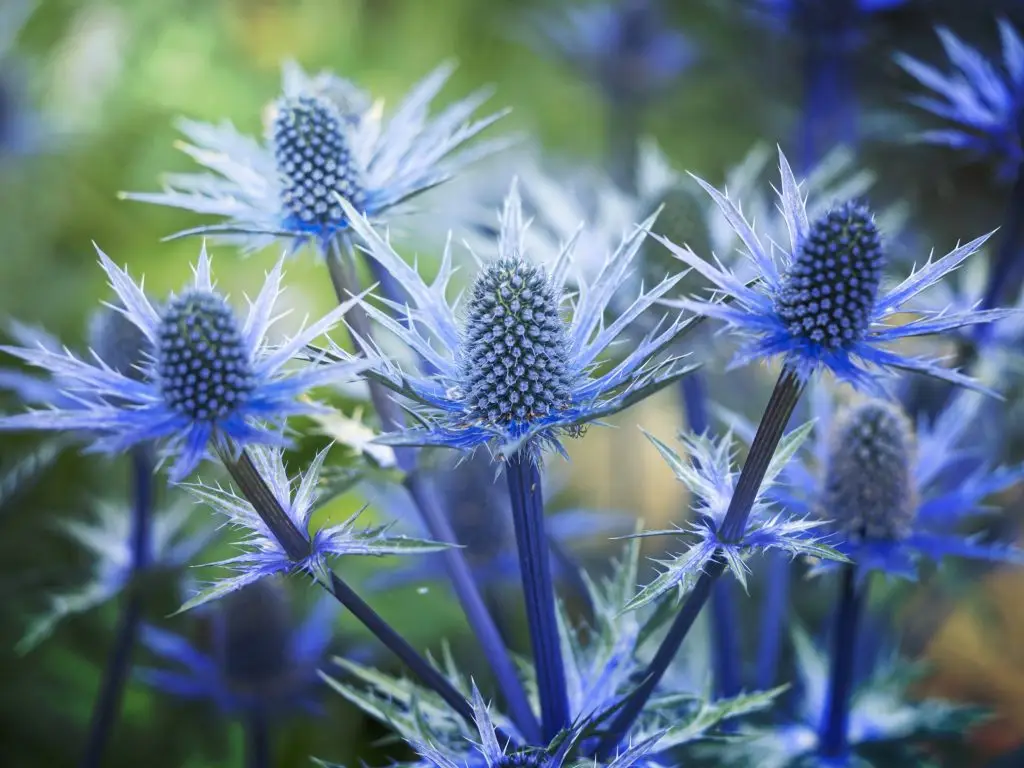 เหงือกปลาหมอ (Sea holly)