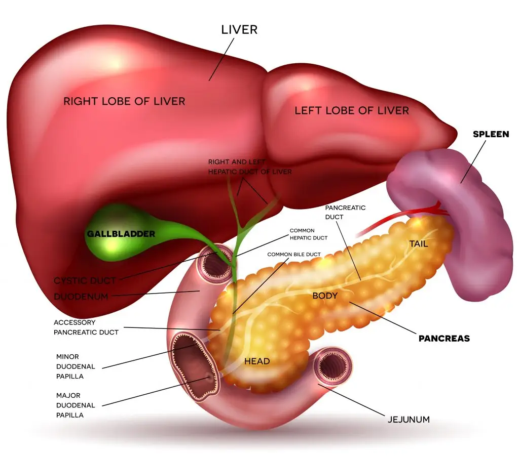 ตับม้ามโต (Hepatosplenomegaly)