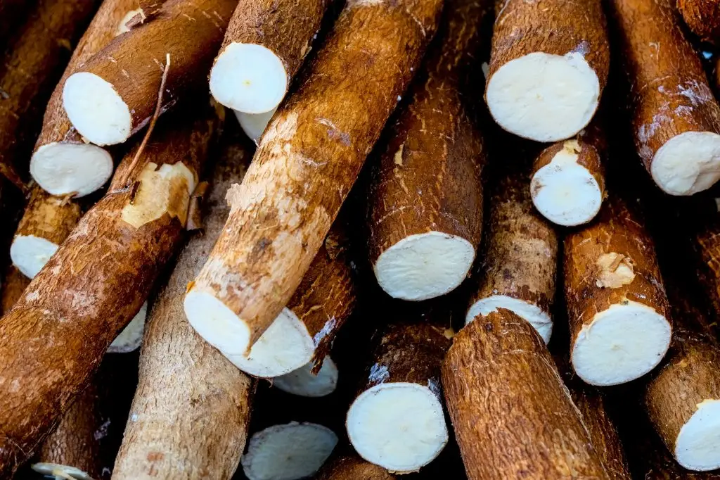 มันสำปะหลัง (Cassava)