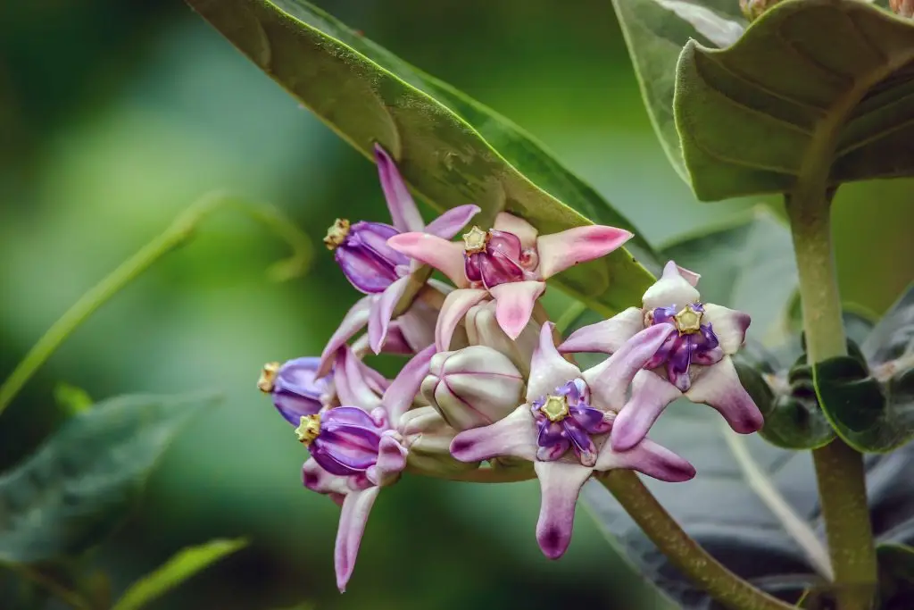 รัก (Crown flower)