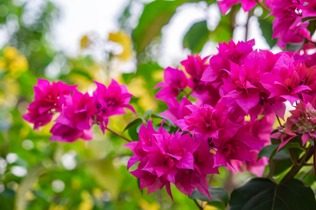 เฟื่องฟ้า (Bougainvillea)