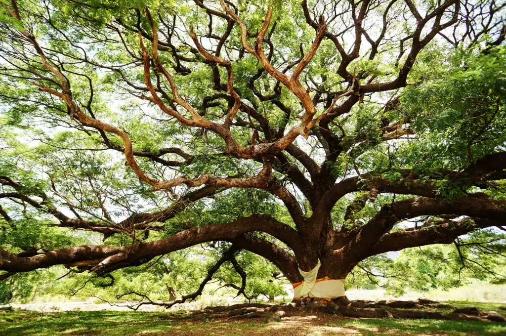 โพธิ์ (Sacred fig tree)