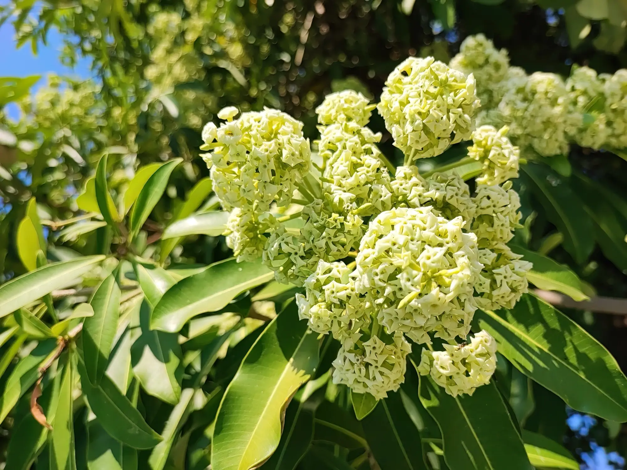 alstonia scholaris