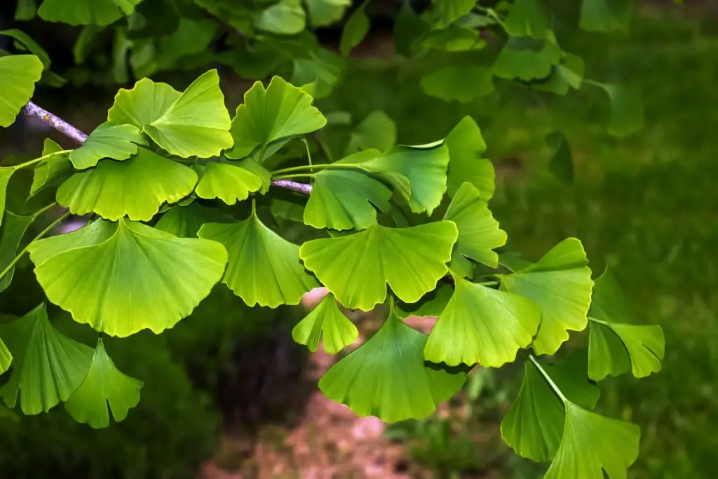 แปะก๊วย (Ginkgo)