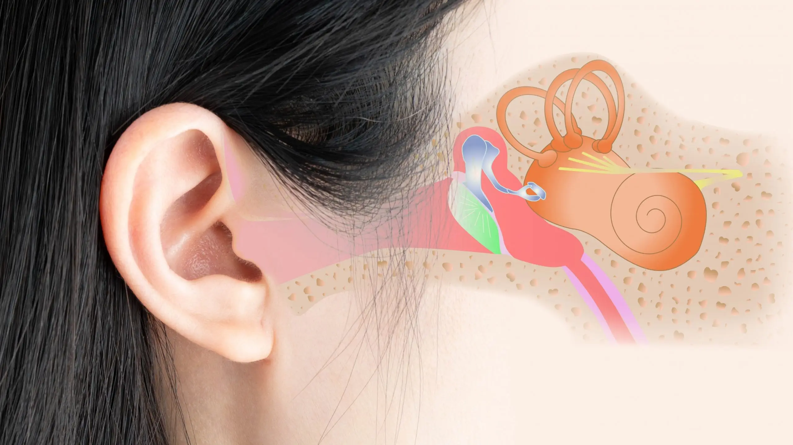 important function of ear scaled