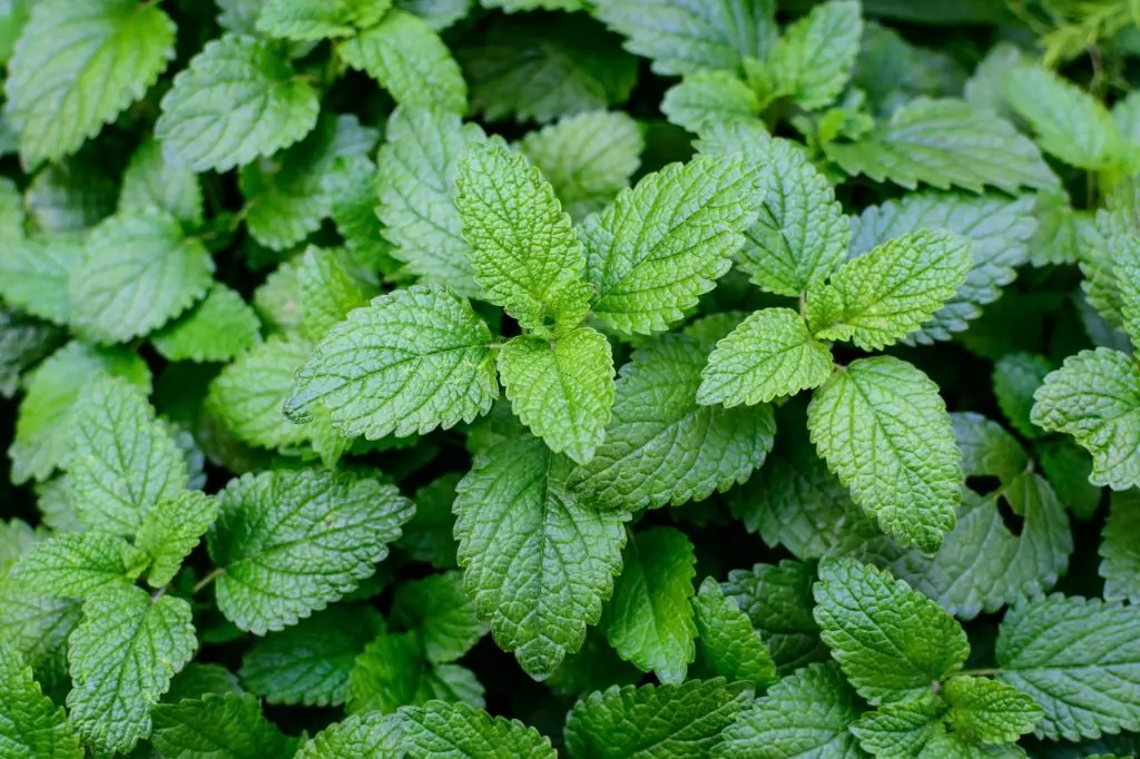 สะระแหน่ (Lemon Balm)