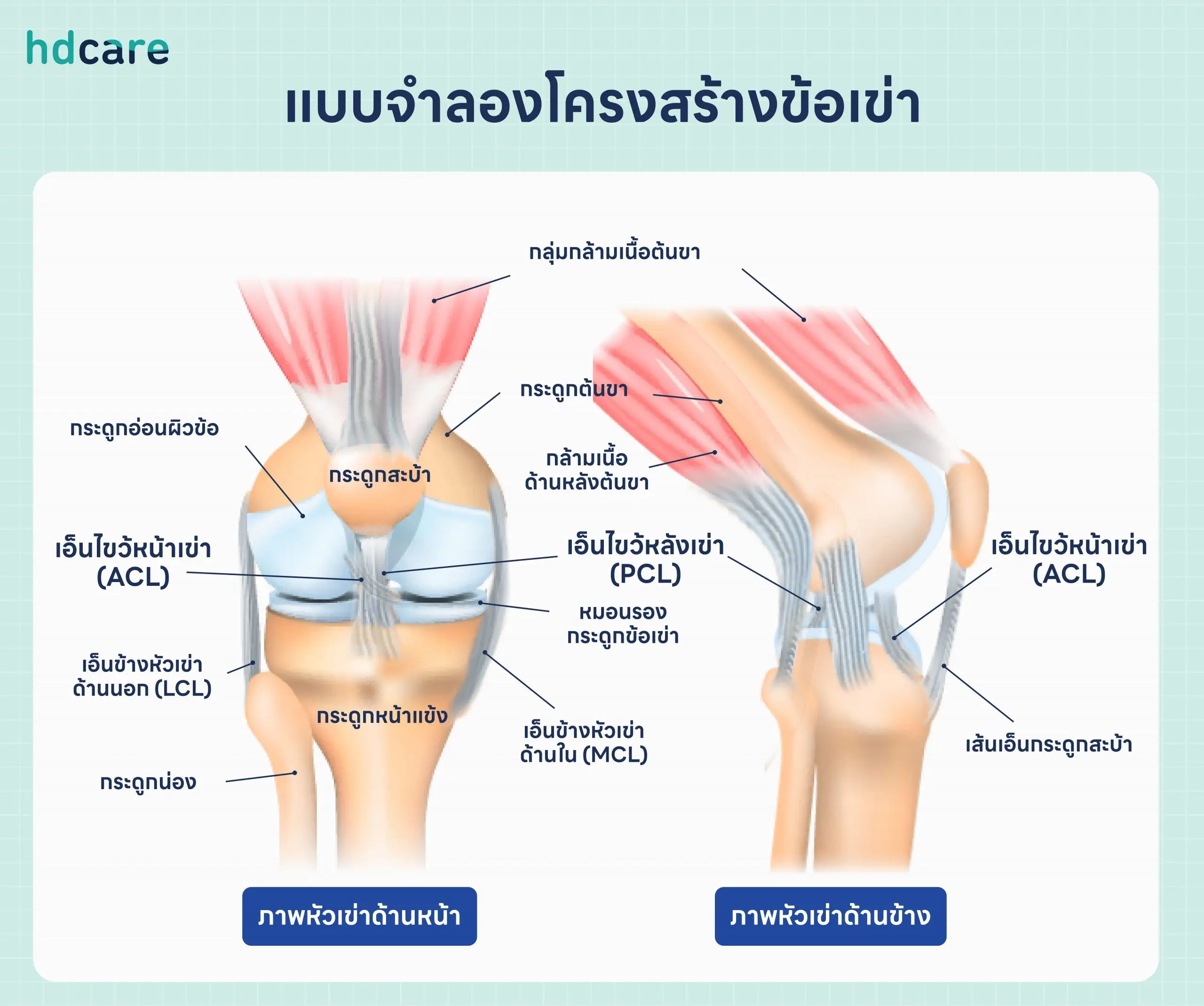 โครงสร้างข้อเข่า