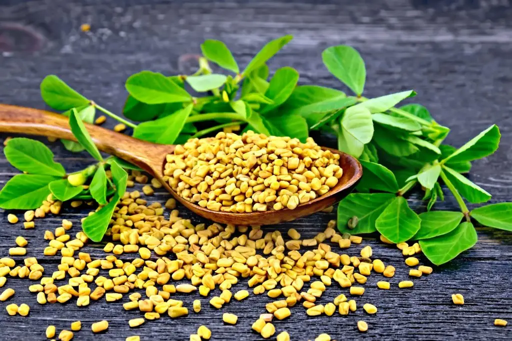 ลูกซัด (Fenugreek)