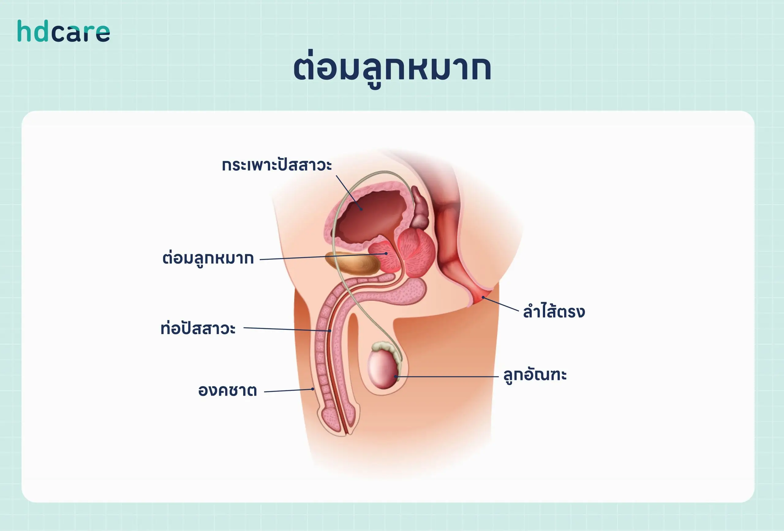 ต่อมลูกหมาก คืออะไร มีหน้าที่อะไร