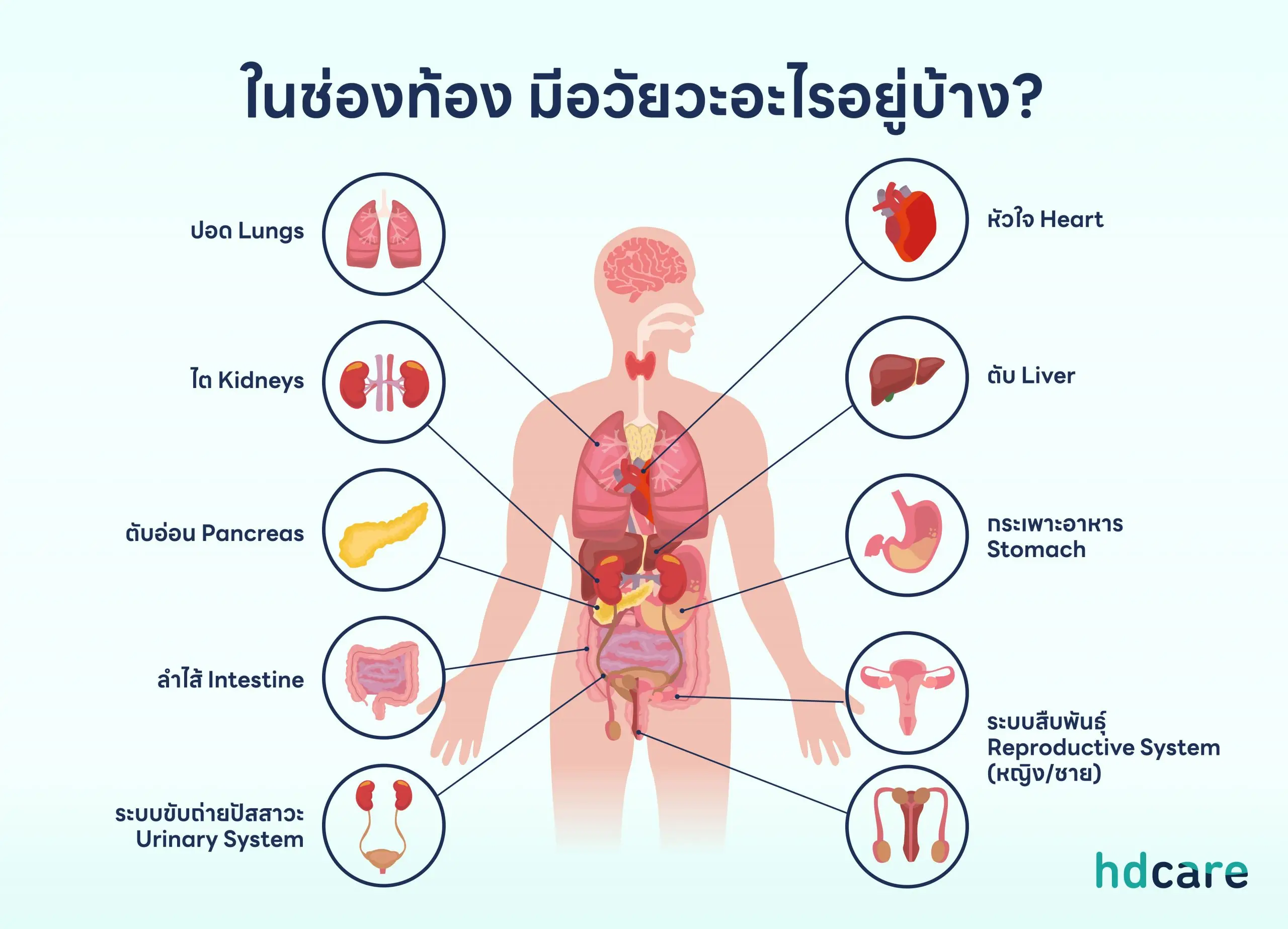 ในช่องท้องมีอะไรอยู่บ้าง