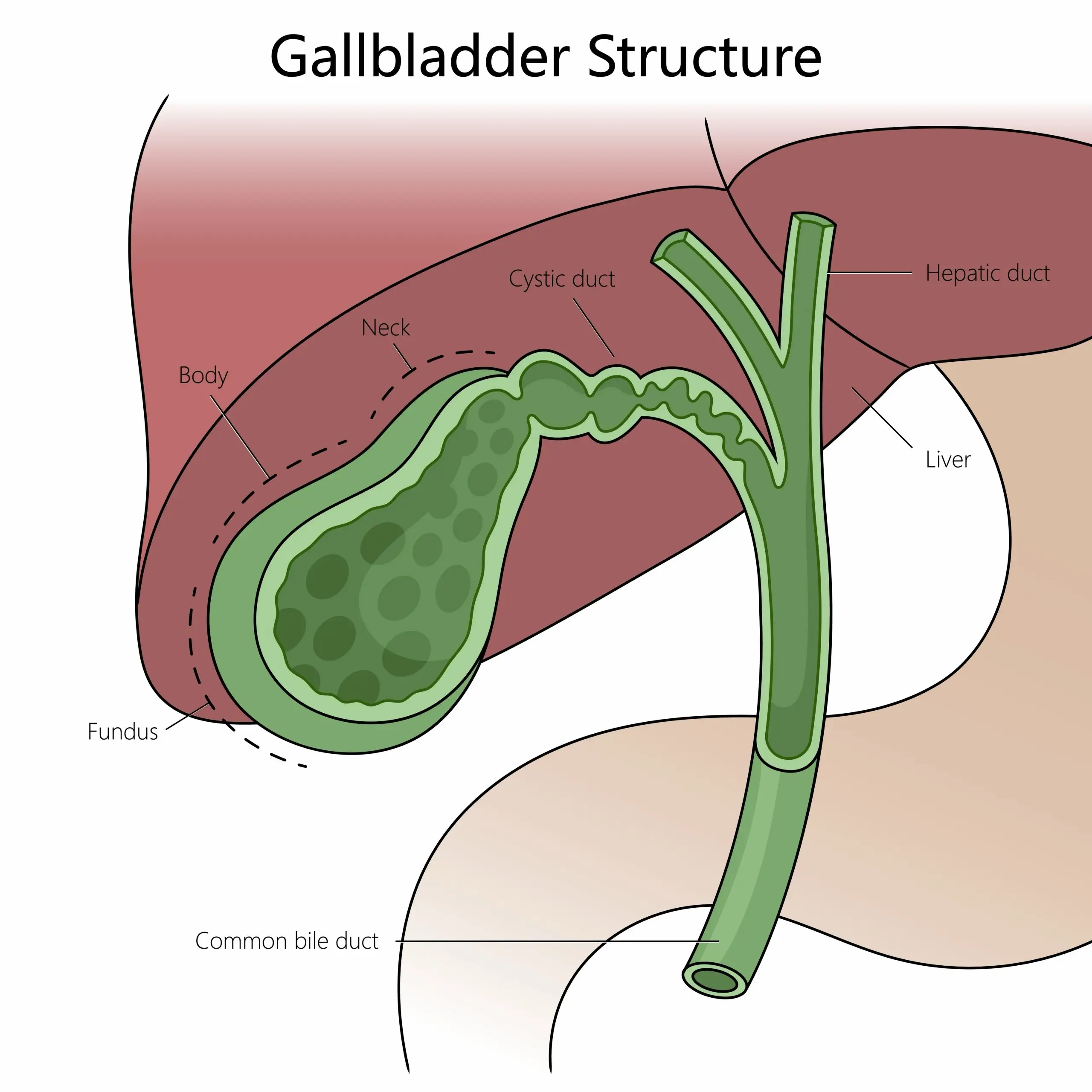 gallbladder bile duct disease definition scaled