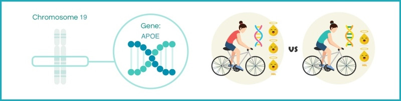 HDL response to exercise
