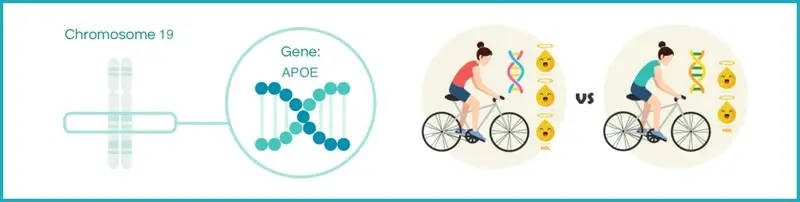 HDL response to exercise