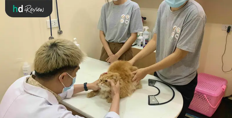 รีวิว ตรวจสุขภาพแมว ที่ Hato Pet Wellness
