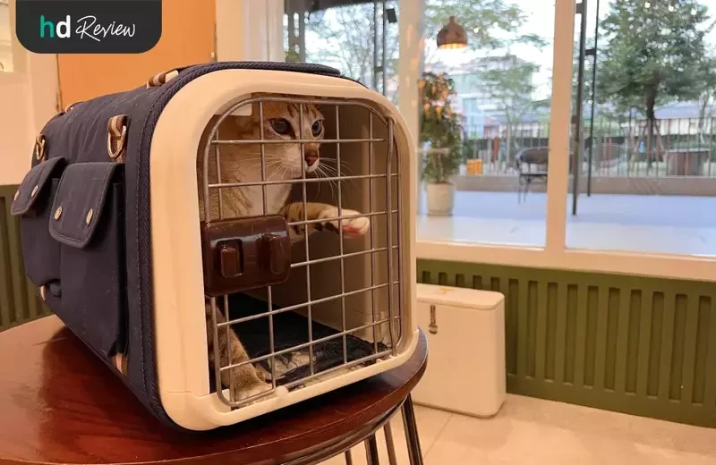 ภาพการมาใช้บริการฉีดวัคซีนแมว ที่ Hato Pets Wellness Center