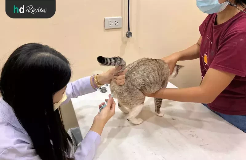 ขั้นตอนการวัดไข้