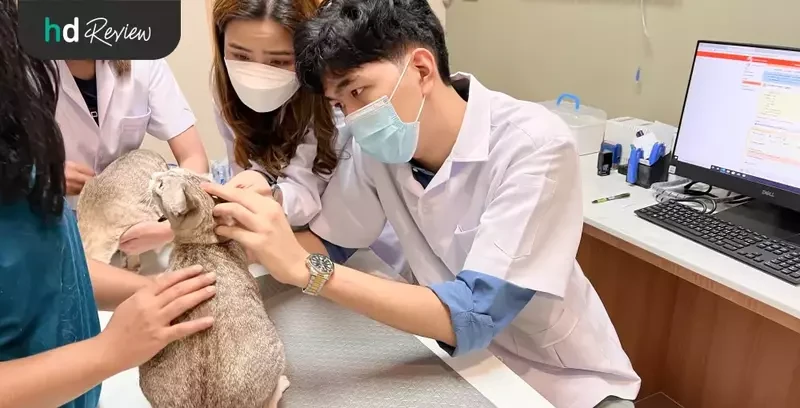 ขั้นตอนการตรวจสุขภาพแมว ที่ Allpet Animal Hospital