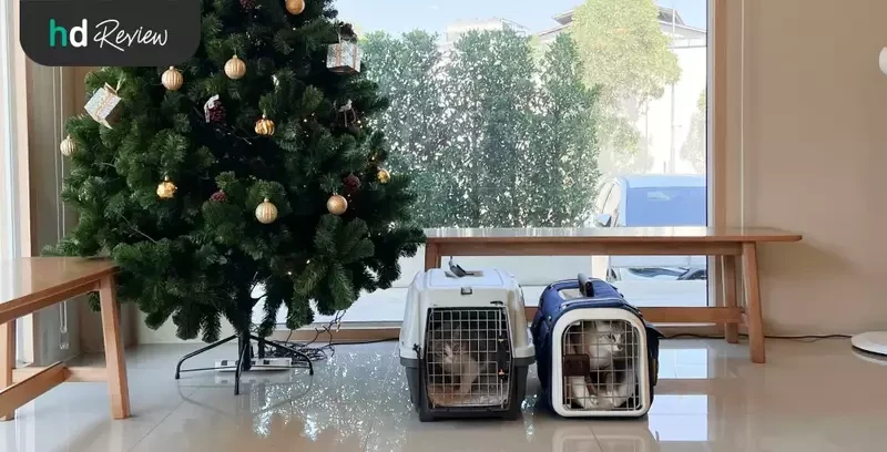 ภาพระหว่างรอตรวจสุขภาพแมว ที่ Allpet Animal Hospital