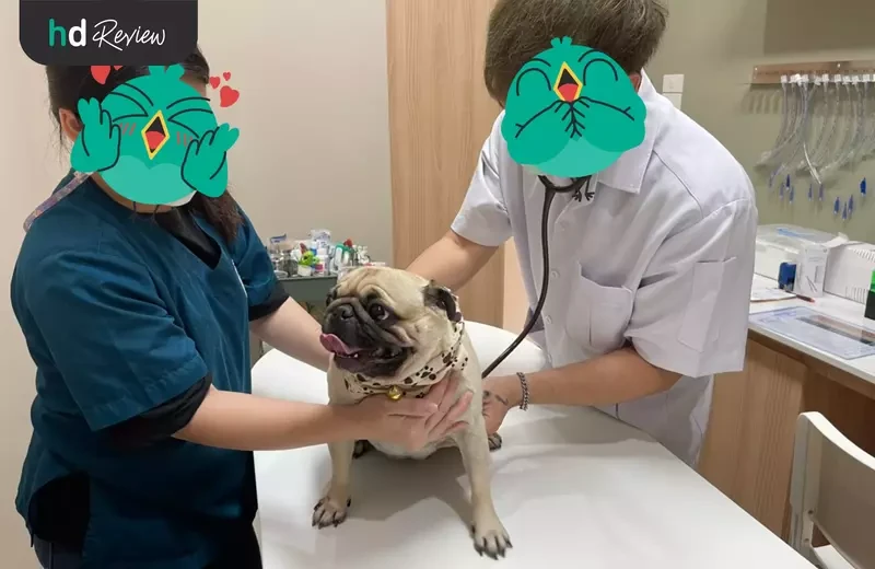 ขั้นตอนการตรวจสุขภาพสุนัข โปรแกรม Gold 14 รายการ ที่ All Pet Hospital