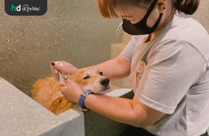 รีวิว อาบน้ำสุนัข ทำสปาสุนัข ที่ Hato Pet Wellness Center