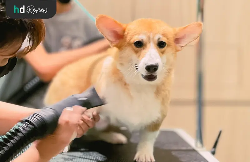รีวิว อาบน้ำสุนัข ทำสปาสุนัข ที่ Hato Pet Wellness Center