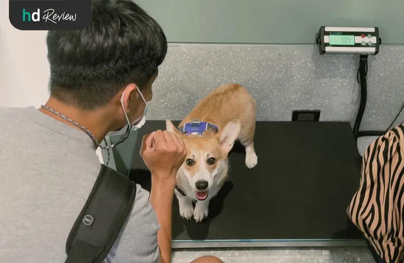 รีวิว อาบน้ำสุนัข ทำสปาสุนัข ที่ Hato Pet Wellness Center