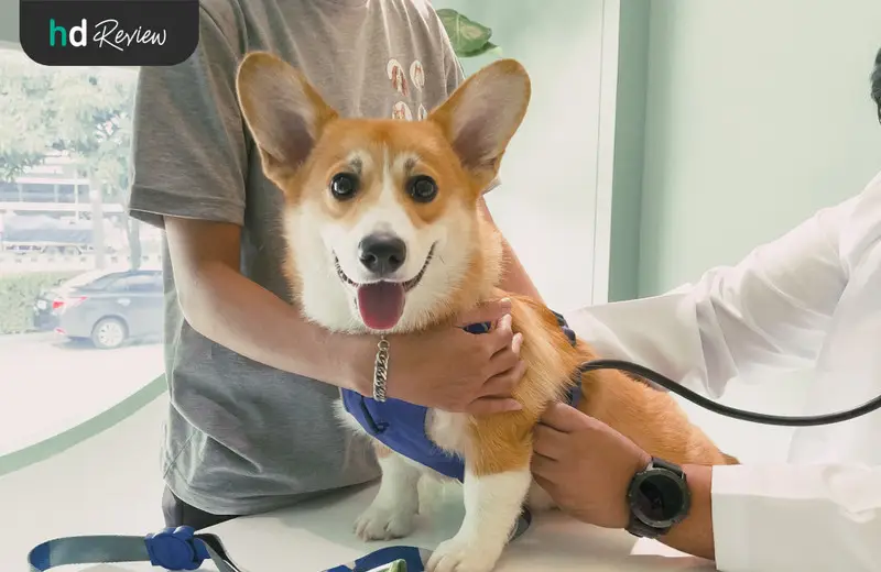 รีวิว อาบน้ำสุนัข ทำสปาสุนัข ที่ Hato Pet Wellness Center