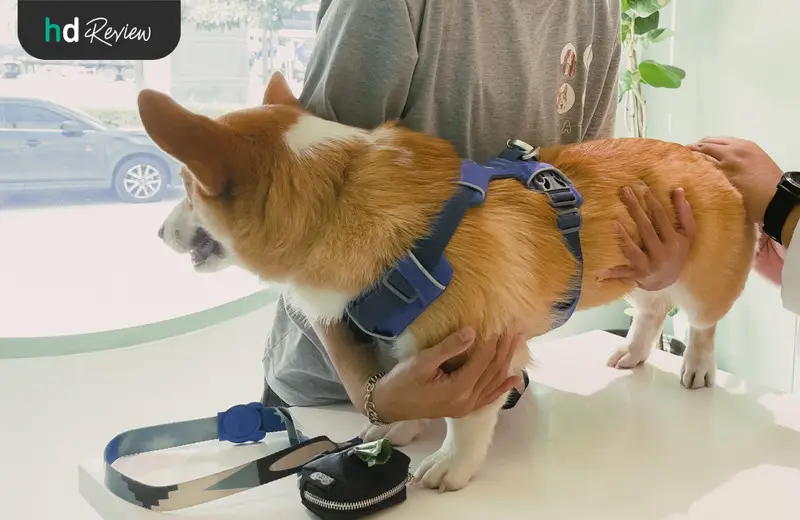 รีวิว อาบน้ำสุนัข ทำสปาสุนัข ที่ Hato Pet Wellness Center