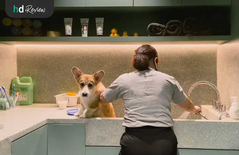 รีวิว อาบน้ำสุนัข ทำสปาสุนัข ที่ Hato Pet Wellness Center