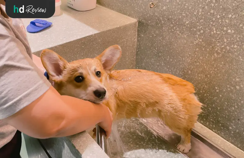 รีวิว อาบน้ำสุนัข ทำสปาสุนัข ที่ Hato Pet Wellness Center
