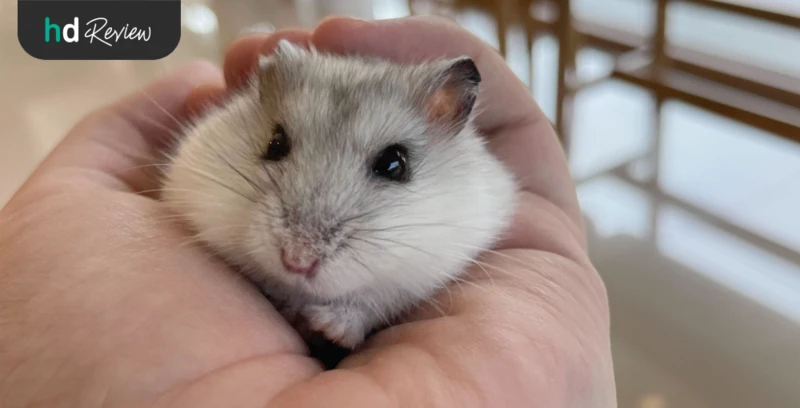 รีวิว ตรวจสุขภาพแฮมสเตอร์ ที่ Allpet Animal Hospital