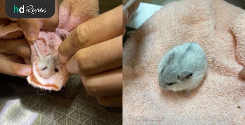 รีวิว ตรวจสุขภาพแฮมสเตอร์ ที่ Allpet Animal Hospital