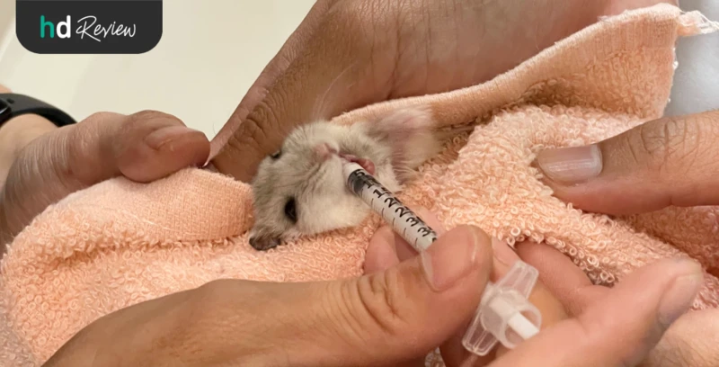รีวิว ตรวจสุขภาพแฮมสเตอร์ ที่ Allpet Animal Hospital