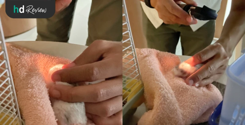 รีวิว ตรวจสุขภาพแฮมสเตอร์ ที่ Allpet Animal Hospital