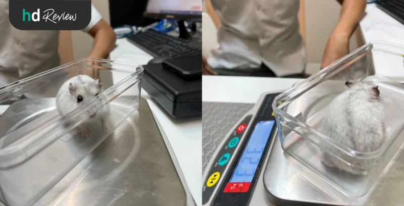 รีวิว ตรวจสุขภาพแฮมสเตอร์ ที่ Allpet Animal Hospital