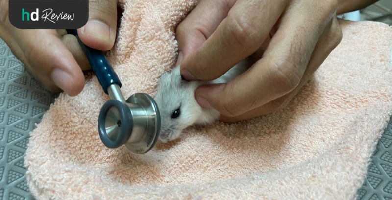 รีวิว ตรวจสุขภาพแฮมสเตอร์ ที่ Allpet Animal Hospital