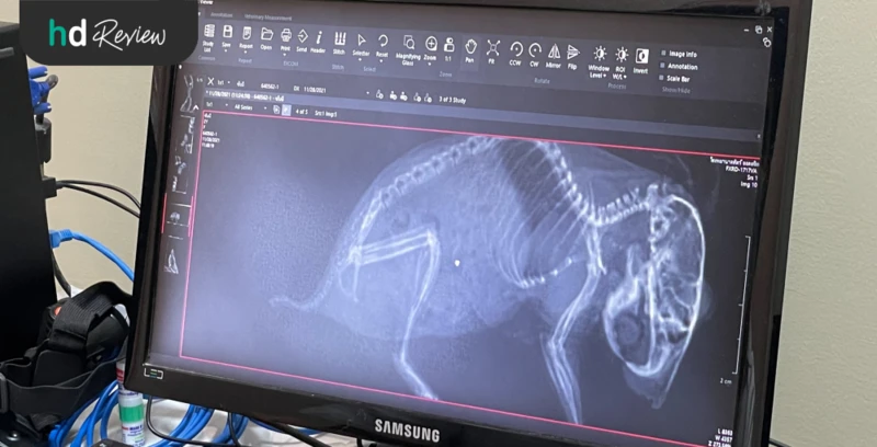 รีวิว ตรวจสุขภาพแฮมสเตอร์ ที่ Allpet Animal Hospital