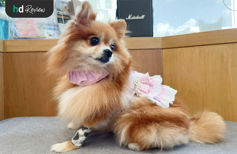 รีวิว ตรวจสุขภาพสุนัขประจำปี ที่ Hato Pet Wellness Center