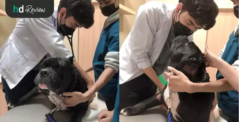 ขั้นตอนการตรวจผิวหนังสุนัข ที่ Allpet Animal Hospital