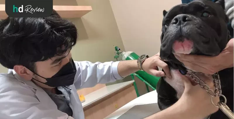 ขั้นตอนการตรวจผิวหนังสุนัข ที่ Allpet Animal Hospital