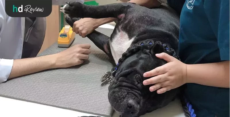 ขั้นตอนการตรวจผิวหนังสุนัข ที่ Allpet Animal Hospital