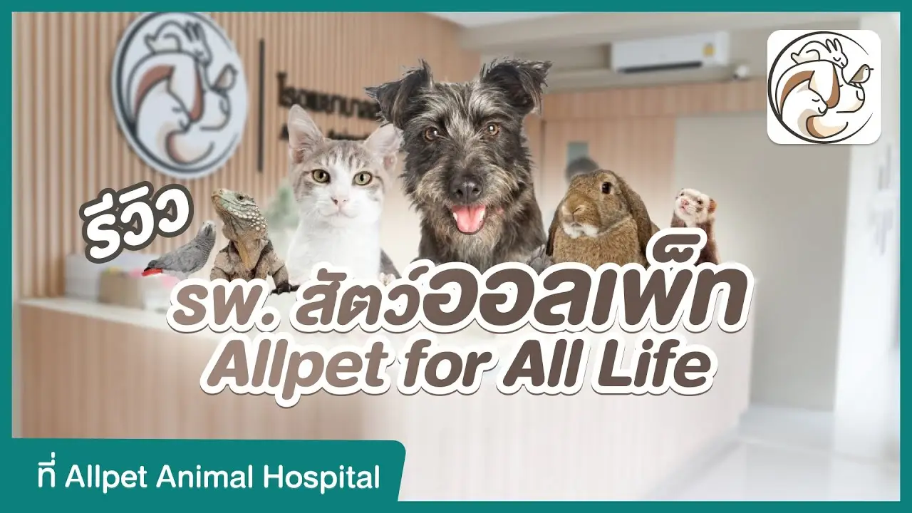 รีวิว โรงพยาบาลสัตว์ออลเพ็ท รักษา ค้างคืน ฝากเลี้ยง ครบจบในที่เดียว