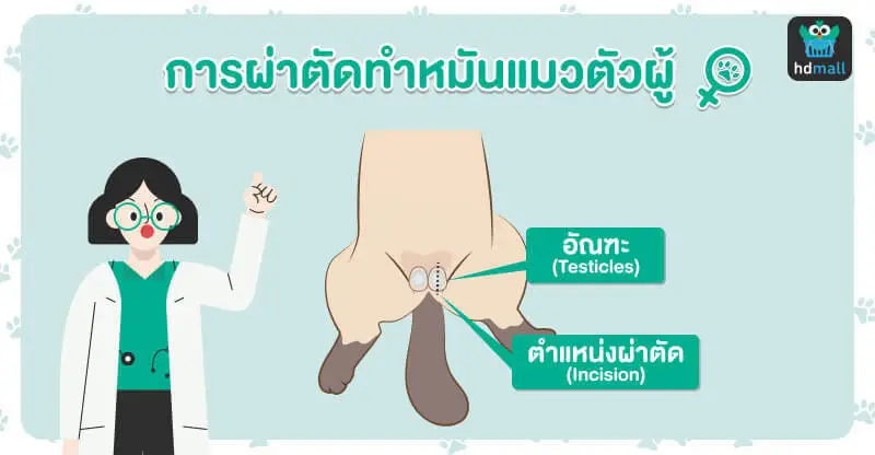 การผ่าตัด ทำหมันแมวตัวผู้