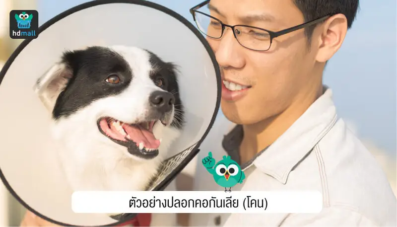 ปลอกคอกันเลียสุนัข